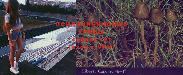 сатива Белокуриха